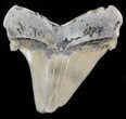 Fossil Angustidens Shark Tooth - Megalodon Ancestor #46861-1